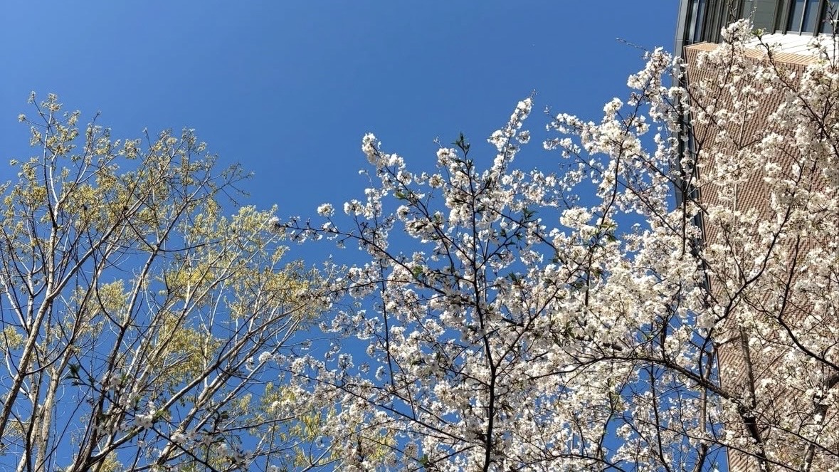 春のぬくもりを　感じながら